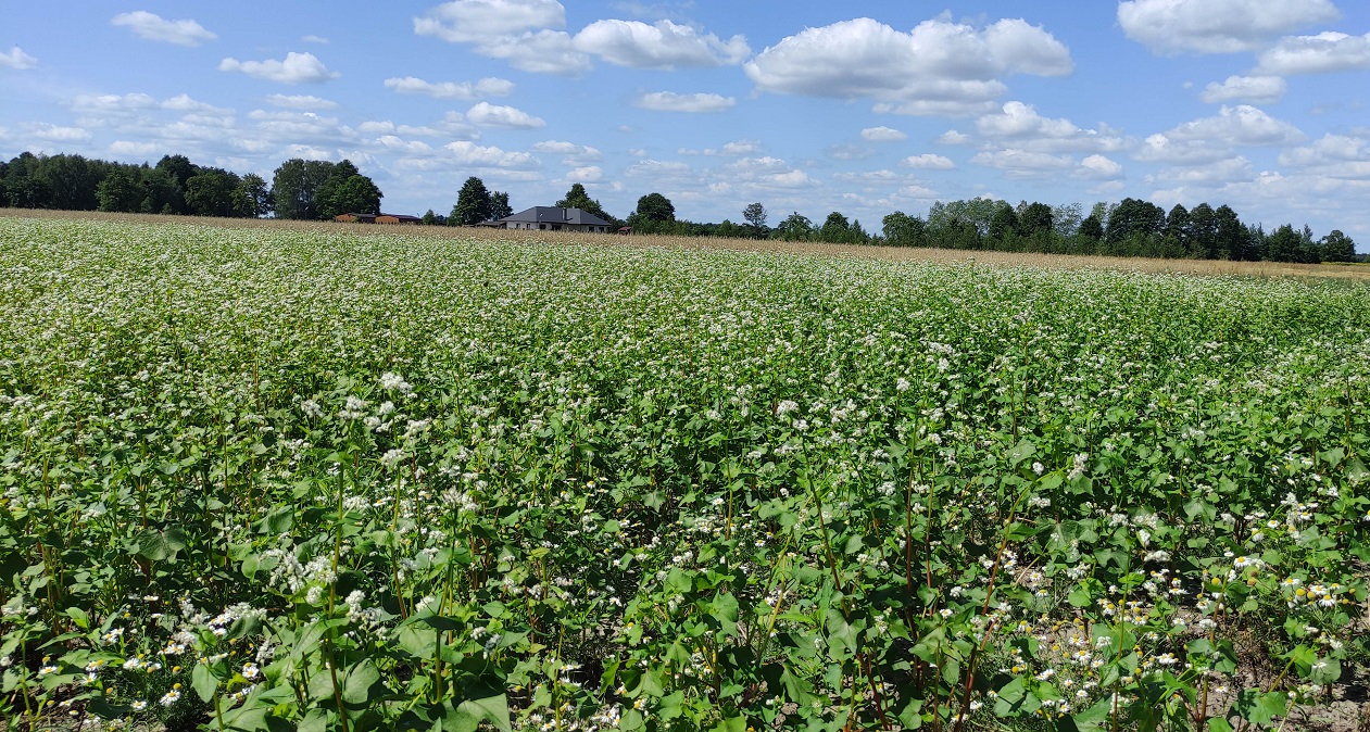 Venderé trigo sarraceno cultivado sin utilizar ningún producto fitosanitario