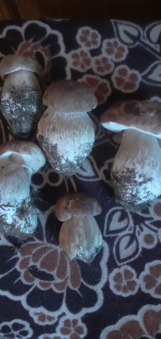 Vendo setas del bosque frescas, ¡en grandes cantidades!