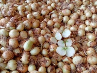 Vendemos cebollas amarillas nuevas de la temporada calibre 50-60,