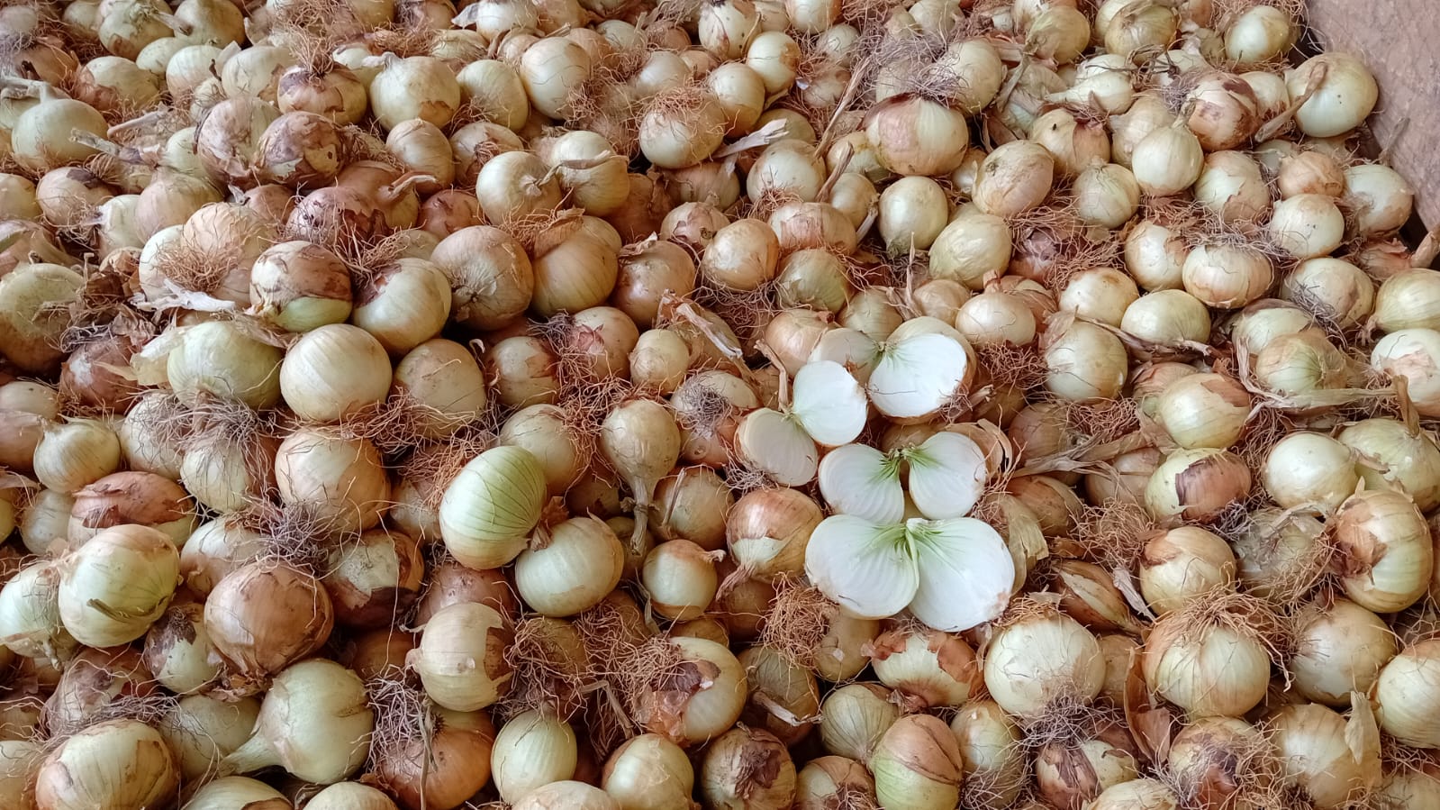 Vendemos cebollas amarillas nuevas de la temporada calibre 50-60, pedido mínimo es una tonelada y se puede enviarlo a cualquier punto de España