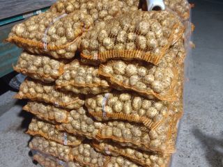 Vendo patatas jóvenes polacas. Más información en el mensaje.
