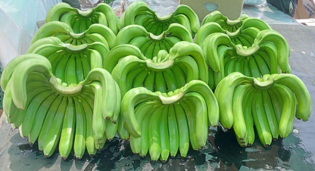 Experimente la dulzura inigualable y la textura perfecta de nuestros plátanos Cavendish G9 premium, cultivados en fincas dedicadas a prácticas sostenibles