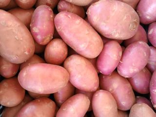 Patatas jóvenes de alta calidad. Se baten.