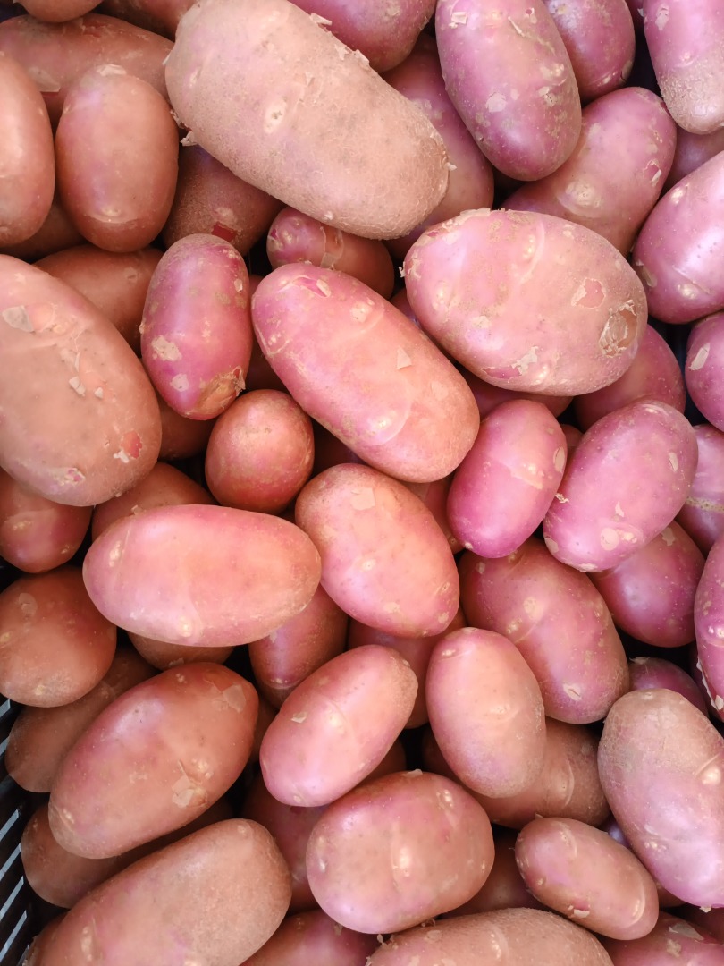 Patatas jóvenes de alta calidad
