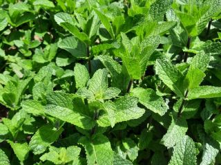 Menta holandesa fresca, muy aromática, bien desarrollada, cultivada a