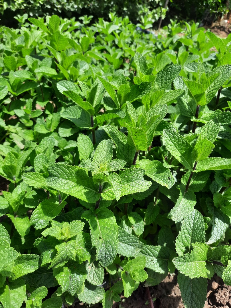 Menta holandesa fresca, muy aromática, bien desarrollada, cultivada a mano y ecológica