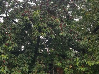 Hola, vendo cerezas de mi propio huerto, un árbol