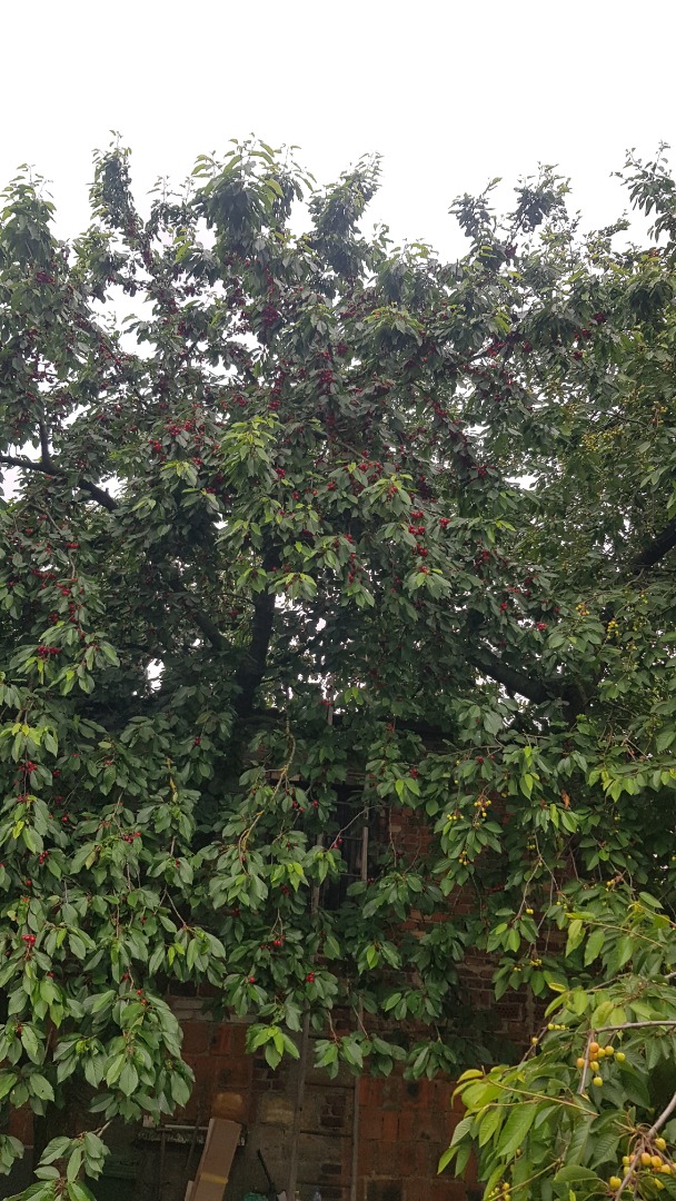 Hola, vendo cerezas de mi propio huerto, un árbol grande, sin fumigar
