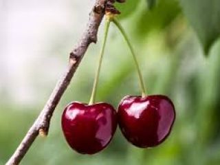 COMPRO GRANDES CANTIDADES DE CEREZAS HÚNGARAS PARA PROCESAMIENTO (ALMACENAMIENTO