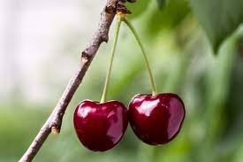 COMPRO GRANDES CANTIDADES DE CEREZAS HÚNGARAS PARA PROCESAMIENTO (ALMACENAMIENTO Y CONGELACIÓN)
