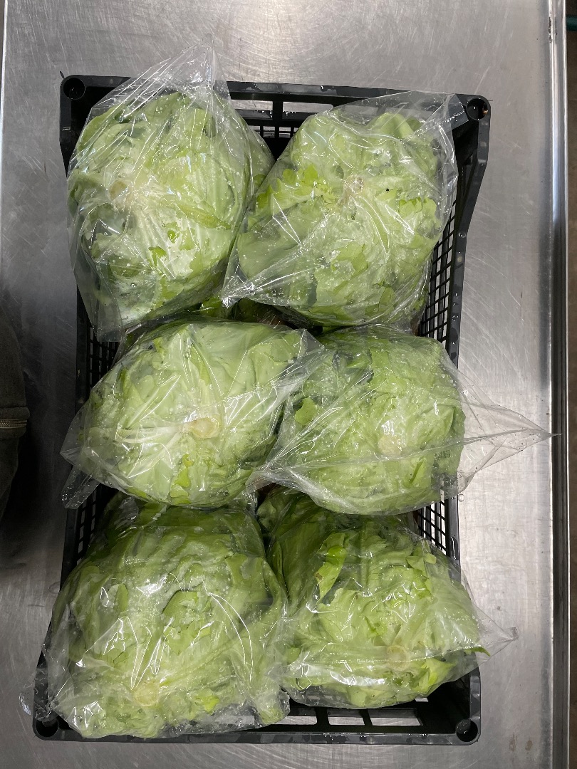 Lechuga mantecosa Rosso Bianco fresca, directamente del campo