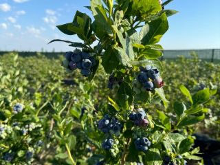 ¿Buscas arándanos dulces, jugosos y recién cosechados? Tenemos arándanos
