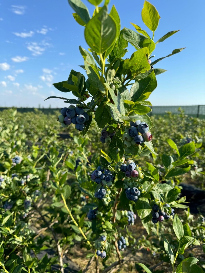 ¿Buscas arándanos dulces, jugosos y recién cosechados? Tenemos arándanos de alta calidad disponibles directamente de nuestra finca, cultivados con esmero