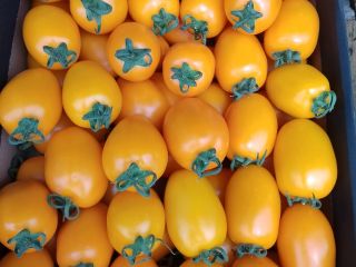 Venderé tomates ciruela amarillos, cantidades de palets.