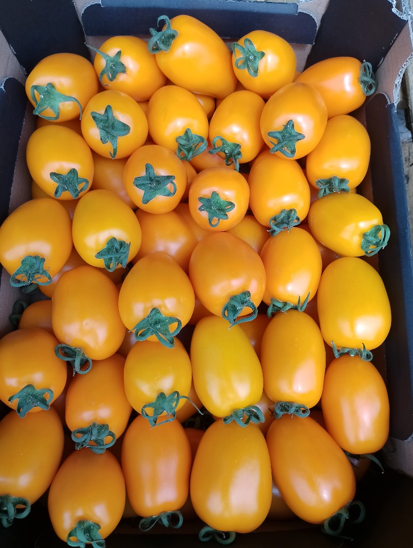 Venderé tomates ciruela amarillos, cantidades de palets