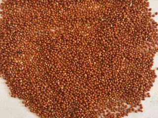 Ofreciendo MIJO ROJO UCRANIANO Cantidad: 300 toneladas métricas Parámetros