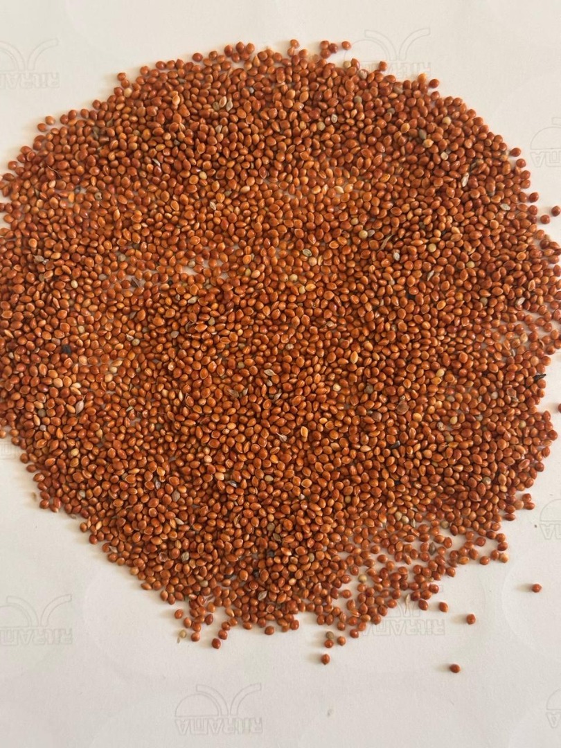 Ofreciendo MIJO ROJO UCRANIANO Cantidad: 300 toneladas métricas Parámetros de calidad: Pureza: 98% min Humedad: 13% máx