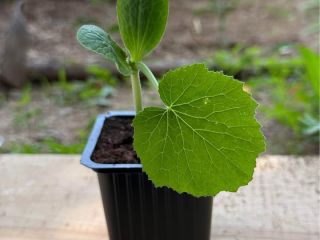 Plántulas de calabacín disponibles