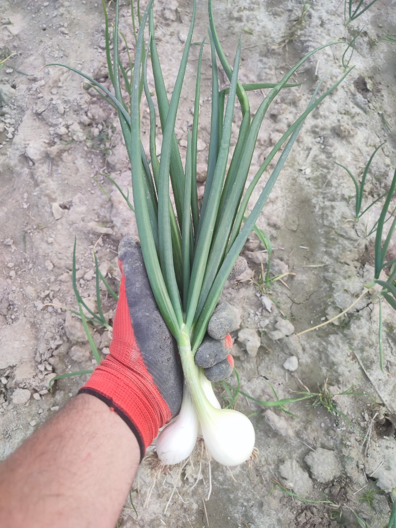 Venderé cebollas blancas peladas o cebollas con cebollino de la variedad amarilla senshyu