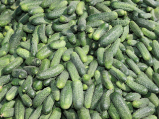 VENDO PEPINOS PARTENOCÁRPICOS DE CULTIVO SUELO, RECOLECTADOS CONTINUAMENTE. POSIBILIDAD