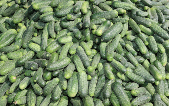 VENDO PEPINOS PARTENOCÁRPICOS DE CULTIVO SUELO, RECOLECTADOS CONTINUAMENTE