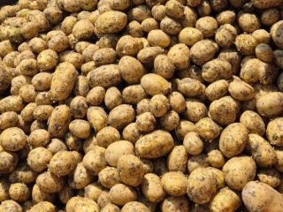 Nuestra empresa vende grandes cantidades de patatas frescas procedentes