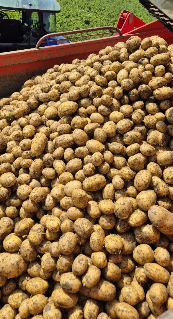 Nuestra empresa vende grandes cantidades de patatas frescas procedentes de Rumanía y Bélgica