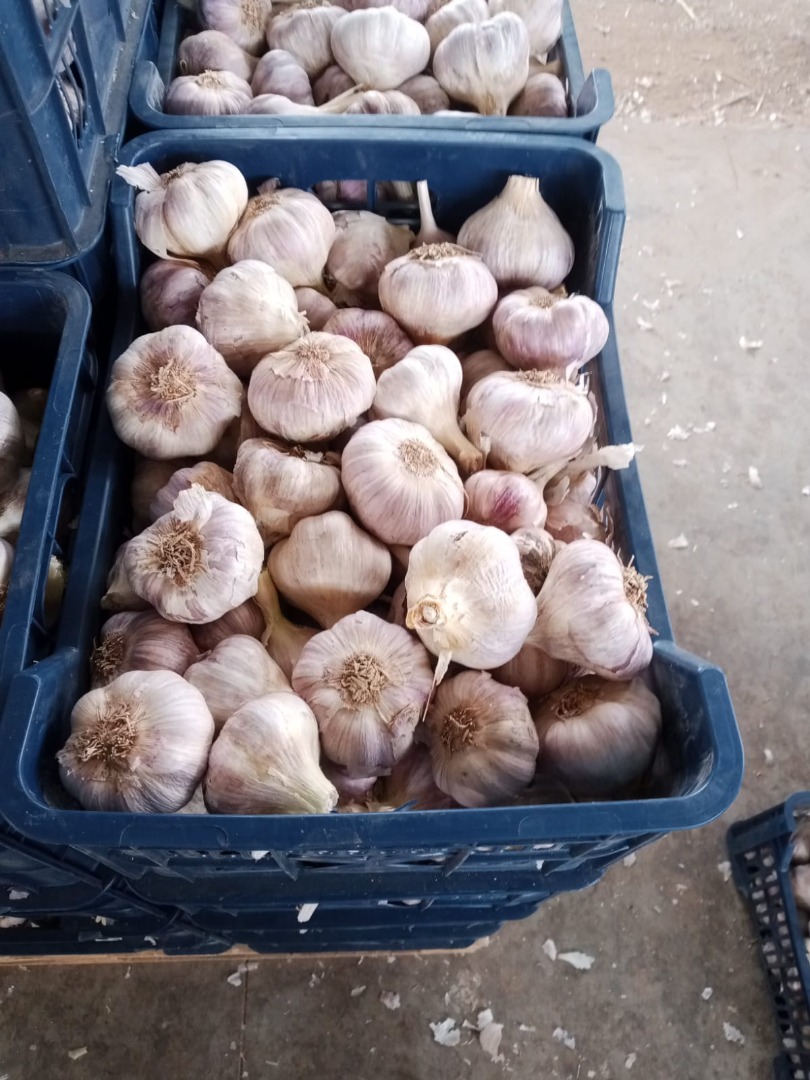Ajo traído de Egipto