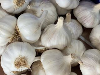 AJO MORADO ESPAÑOL: Nuestro ajo morado destaca por su: