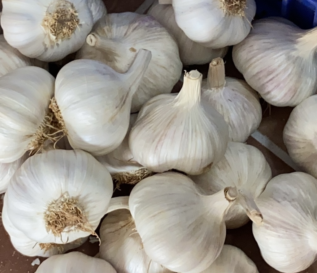 AJO MORADO ESPAÑOL: Nuestro ajo morado destaca por su: ✔️ Sabor intenso y aroma inconfundible ✔️ Alto contenido en alicina, ideal para la salud ✔️ Proceso 100%