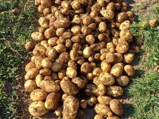 Vendo papas nuevas, extra tempranas, de Carrera. Recojo por