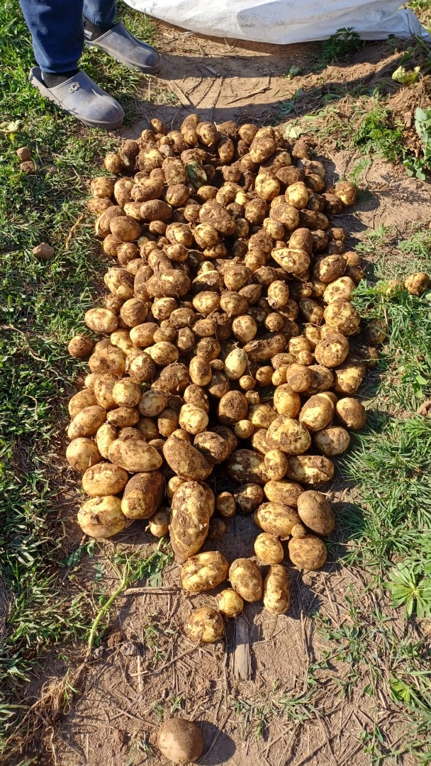 Vendo papas nuevas, extra tempranas, de Carrera