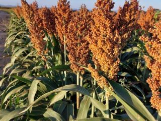 Buscamos vender 1200t de sorgo rojo de Zambia