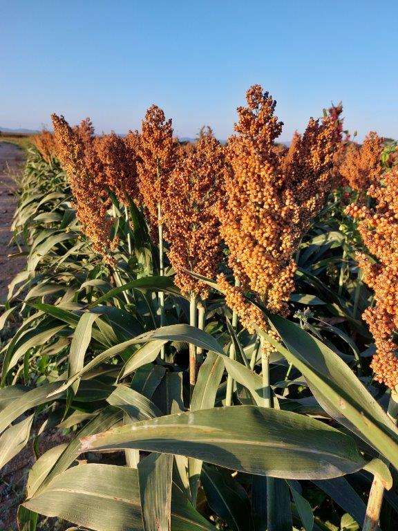 Buscamos vender 1200t de sorgo rojo de Zambia