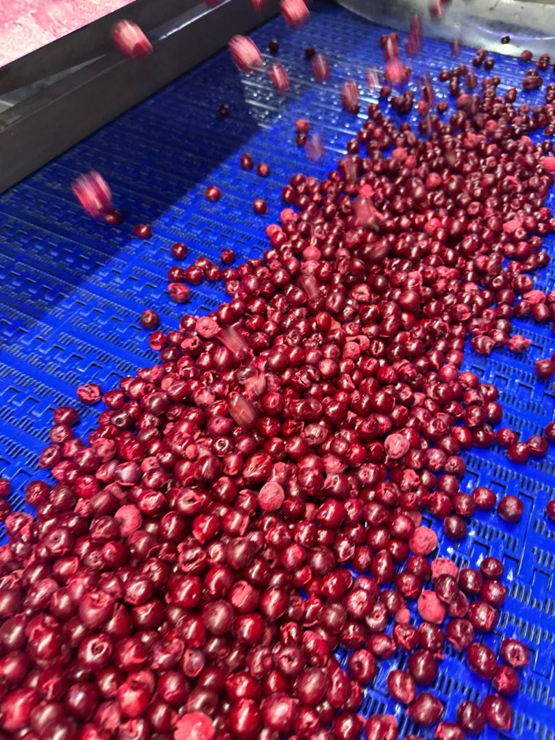 CEREZA ÁCIDA CONGELADA IQF con hueso, sin hueso (HUESO) CEREZA ÁCIDA CONGELADA IQF SIN HUESO CEREZA ÁCIDA CONGELADA IQF ALBARICOQUE CONGELADO IQF CIRUELAS