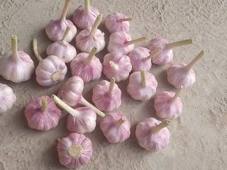 Ajo seco 2025 Comienza la exportación desde Uzbekistán ajo