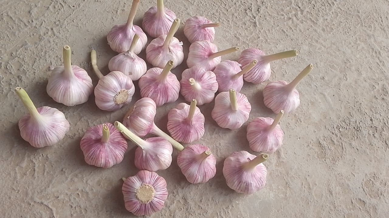 Ajo seco 2025 Comienza la exportación desde Uzbekistán ajo rojo ajo blanco ajo violeta Tamaño 50 mm+ Tamaño 60 mm+ Tamaño 70 mm+ Empaque Caja de plástico Caja