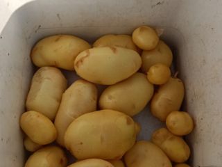 Patatas frescas variedad Agata.