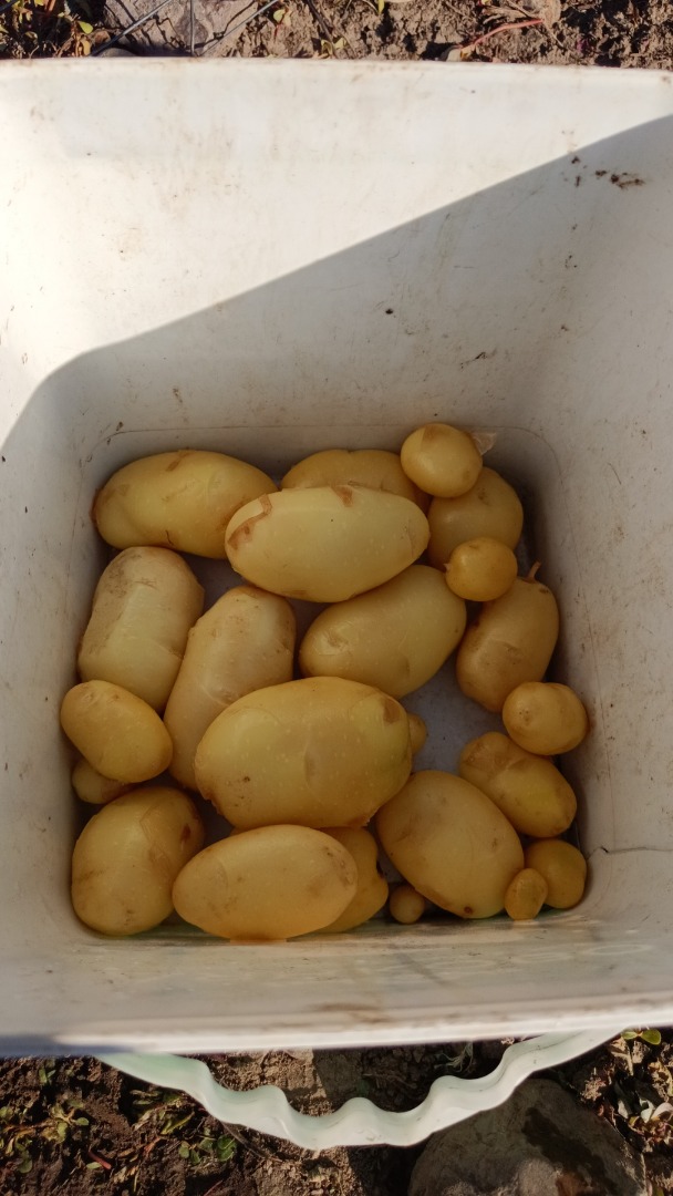 Patatas frescas variedad Agata