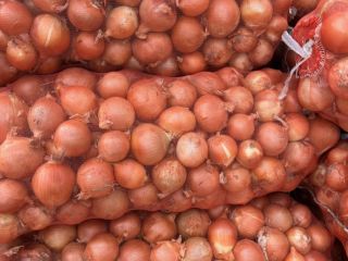 Disponemos de una gran selección de variedades de cebolla,