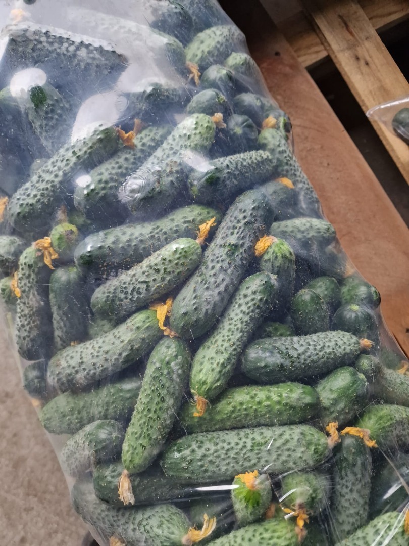 La empresa rumana CIOCAN FLOPAT PROMARK SRL, con una larga trayectoria en el mercado, ofrece pepinos frescos para consumo, procesamiento, encurtidos o