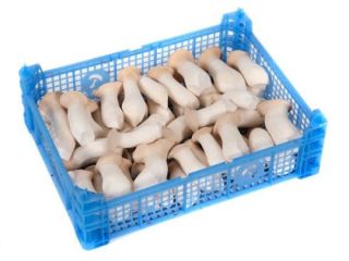 Se vende eryngii (seta ostra) fresca. Varios tamaños. Contáctenos