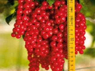 Producto: Grosellas (negras o rojas) – frescas, seleccionadas a