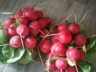 Hola... Vendo rábanos de mi propio cultivo. Ricos y