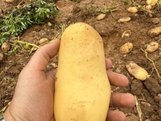 Se vende patata noha calidad 1 tlf [teléfono]