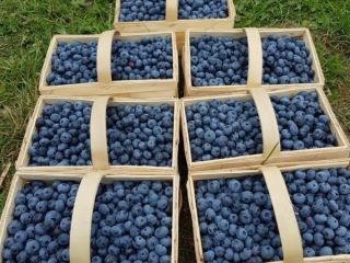 Venderé arándanos frescos directamente de la plantación. Diversas opciones