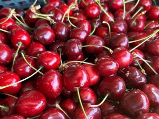 Vendo cerezas negras, 20 cajas de 5 kg cada