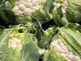 Se vende coliflor fresca, 6 unidades por caja. Aproximadamente