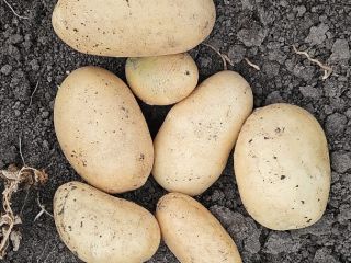 Vendo patatas amarillas nuevas Riviera y Carrera sin calibrar
