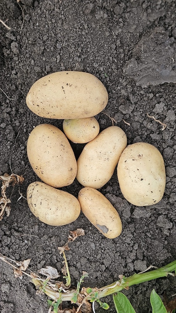 Vendo patatas amarillas nuevas Riviera y Carrera sin calibrar en sacos de rafia o BB